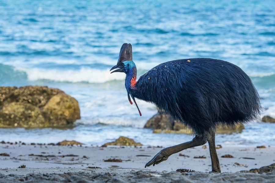 世界最危險鳥類出現在澳洲海邊 還會游泳