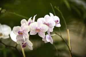 6種室內植物可以消除濕氣和減少黴菌