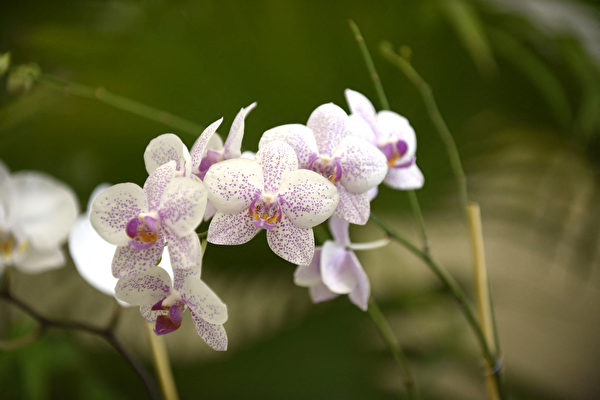 6種室內植物可以消除濕氣和減少黴菌