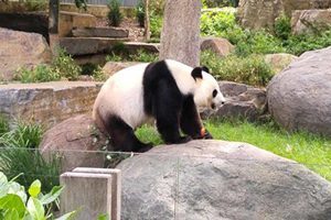 德媒施壓 要求默克爾給熊貓起名「香港」