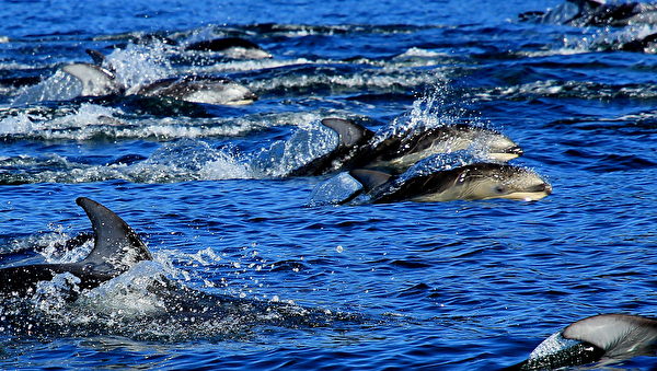 成群結隊的海豚追逐船隻。