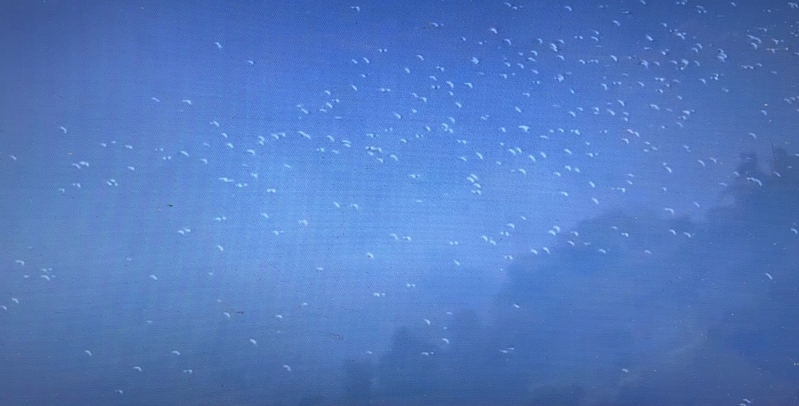 【影片】台萬鷺朝鳳奇景 10萬隻黃頭鷺大遷徙