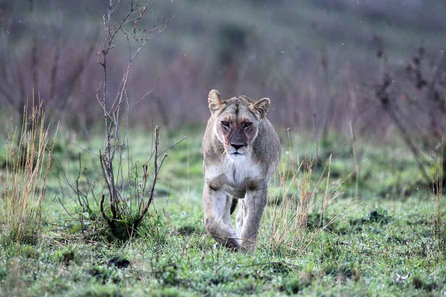 非洲野犬裝死 從母獅子口中逃脫