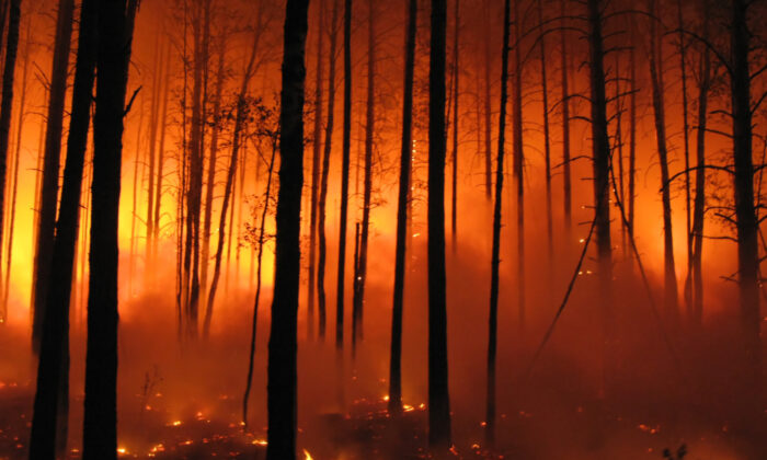 美國的經濟災難和疫情封鎖有著一定的關係。圖為野火正在森林燃燒。（Evgeny Dubinchuk/Shutterstock）