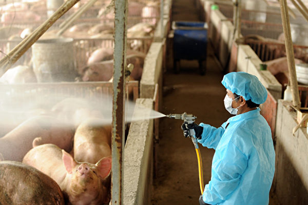 中國驚現新豬流感病毒 憂人傳人恐引新一波疫情