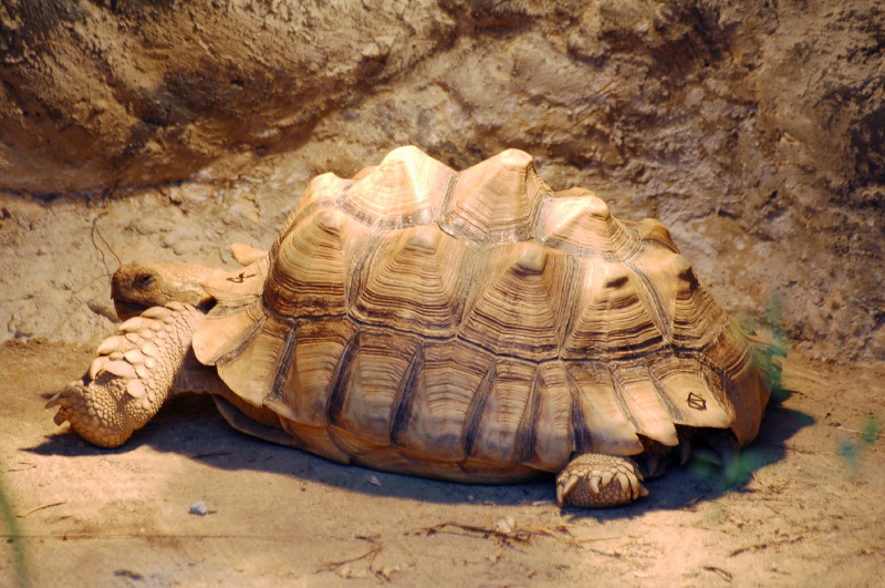 《龍文鞭影》四支（18）：董昭救蟻 毛寶放龜