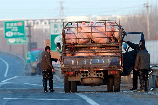 神農集團三季度淨利下降79%。圖為北京一輛載著生豬的貨卡停在高速公路邊。(STR/AFP)