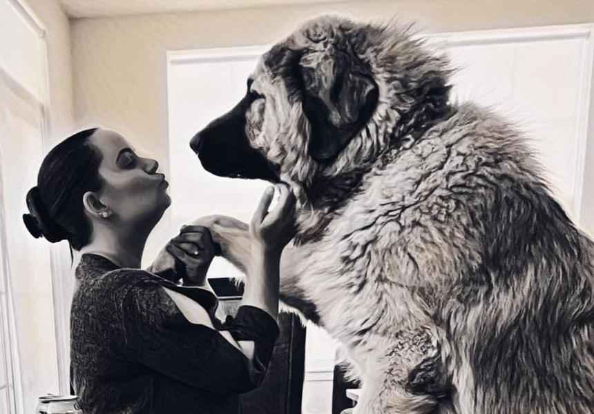 200磅重稀有高加索犬以為自己是隻哈巴狗