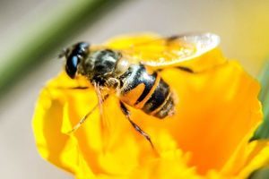 消失近百年 澳洲罕見蜜蜂再現新州昆州