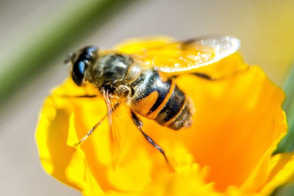 消失近百年 澳洲罕見蜜蜂再現新州昆州