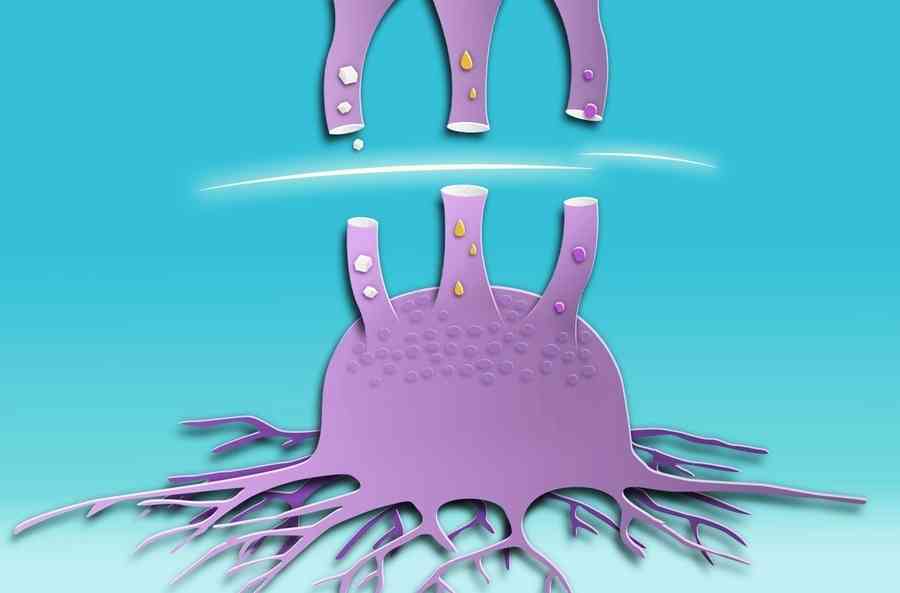 癌細胞代謝新視角：多靶向治療或成未來方向