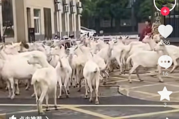 陜西一街道辦驚現羊群「上訪」 引發熱議