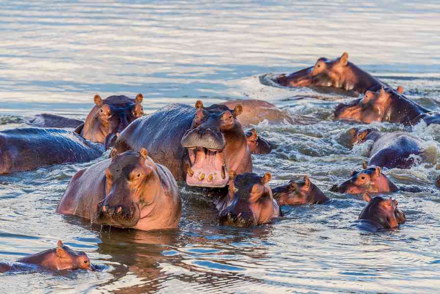 南非獅子受困河中岩石上 遭一群河馬圍攻