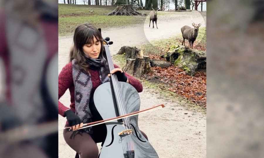 大提琴家戶外演奏引來兩隻鹿圍觀 影片走紅