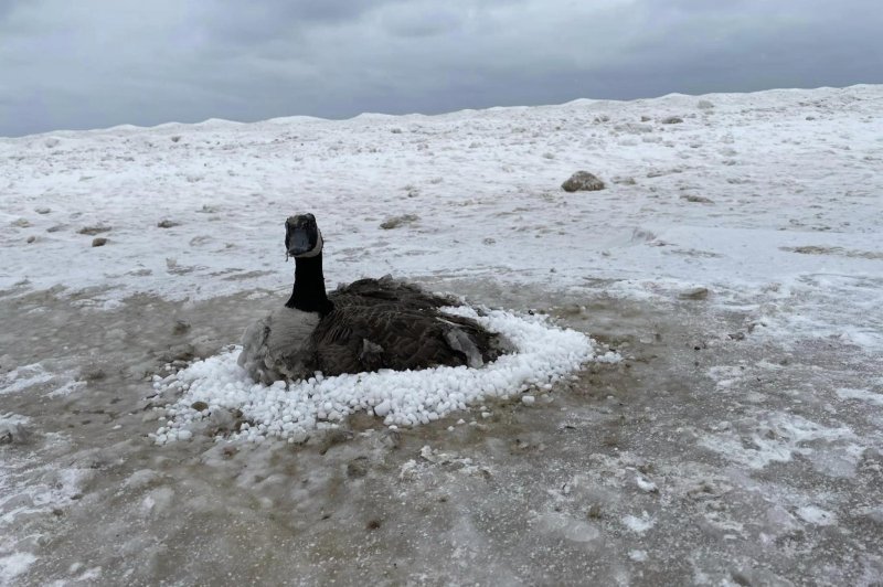 美國低溫籠罩 野鵝在結沙冰地上被凍住