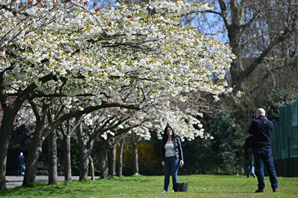 2023年4月9日，英國倫敦巴特西公園（Battersea Park），一名遊客與櫻花合照。（Justin Tallis/AFP）