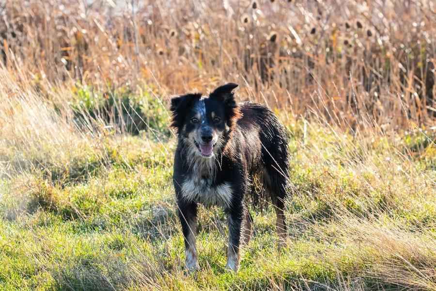 美國男子墜崖受重傷 愛犬帶搜救人員去救他