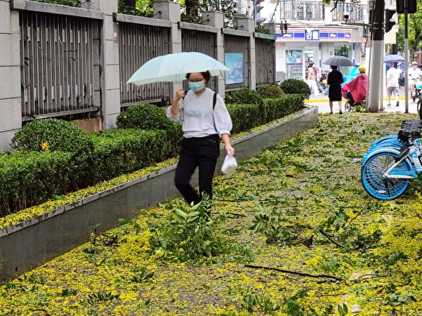 2022年9月15日，颱風「梅花」途經上海，強風將樹木吹爛了。（STR/AFP via Getty Images）