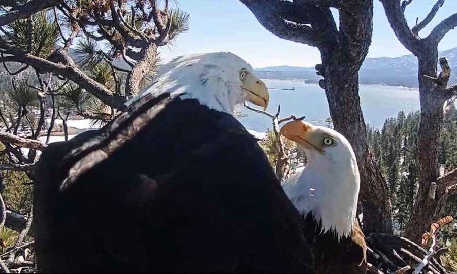 【圖輯】攝像機拍到一對白頭鷹之間感人的互動