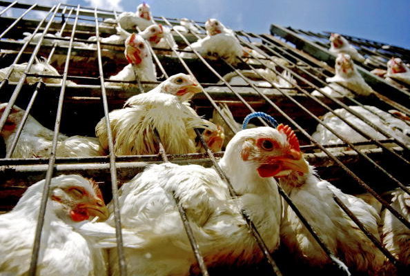 雲南爆H5N6禽流感 上萬家禽遭撲殺