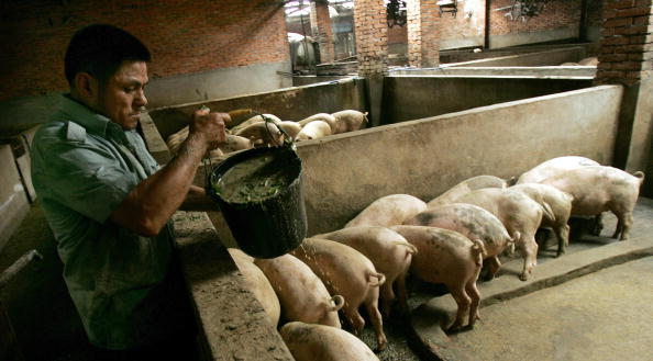 飼料價暴漲 深度虧損的中國養豬業雪上加霜