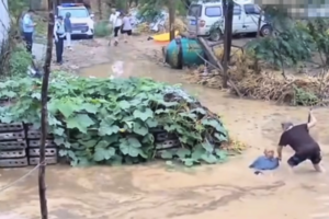 河南老翁跌倒水中掙扎 兩警察目擊卻無動於衷