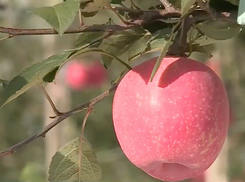 山東煙台蘋果近期價格大跌，農民苦不堪言。（影片截圖）