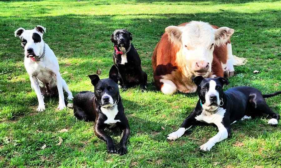 被牛群拒絕的小牛仔找到新家 和一群狗成朋友