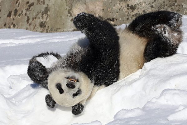 周曉輝：17隻大熊貓回國與「擁抱熊貓派」失勢