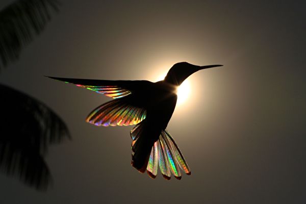 【圖輯】逆光飛行的蜂鳥 呈現絢麗的彩虹羽翼