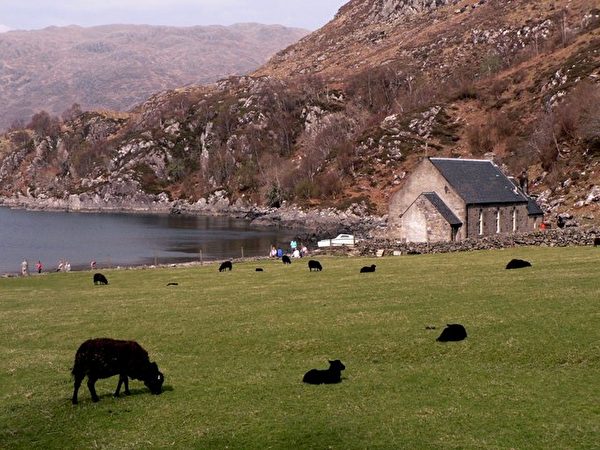 綿羊在位於蘇格蘭塔貝特灣的莊園營運中心吃草。（AlastairG/CC BY-SA 2.0）