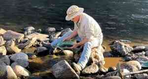 金價創歷史新高 引發加州現代版淘金熱