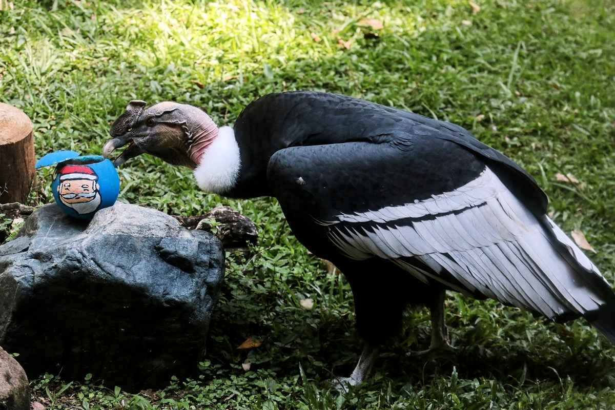 2024年12月19日,哥倫比亞卡利動物園(Cali Zoo)裏的一隻安第斯禿鷹(Andean condor)收到飼養員發放的繪有聖誕老人形象的聖誕禮物。(Iusef Rojas/AFP via Getty Images)