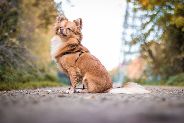 蓬奇犬是博美犬和芝娃娃結合的混種，是公認很棒的看門狗。（Shutterstock）