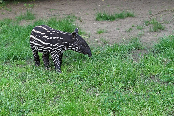 英國切斯特動物園誕生瀕危馬來貘