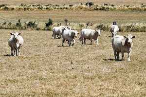 山東陽谷一牛養殖場爆發炭疽病 至少5人感染