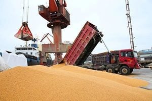 貿易戰下 黑龍江大豆遇霜害減產5.5億斤