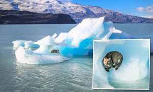 【圖輯】美洲獅在藍色冰山上休息的美麗畫面