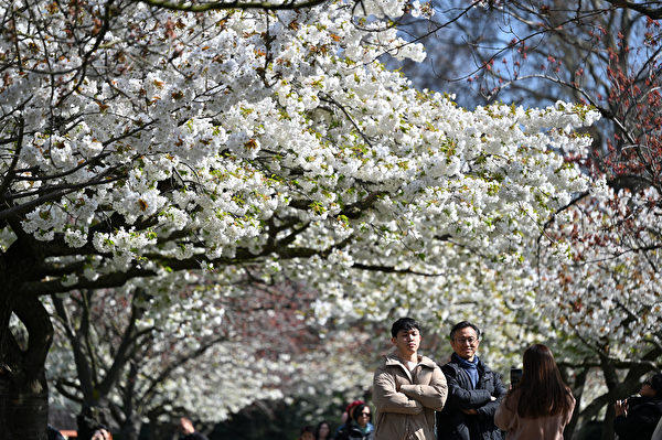 2023年4月9日，英國倫敦巴特西公園（Battersea Park），遊客與櫻花合照。（Justin Tallis/AFP）