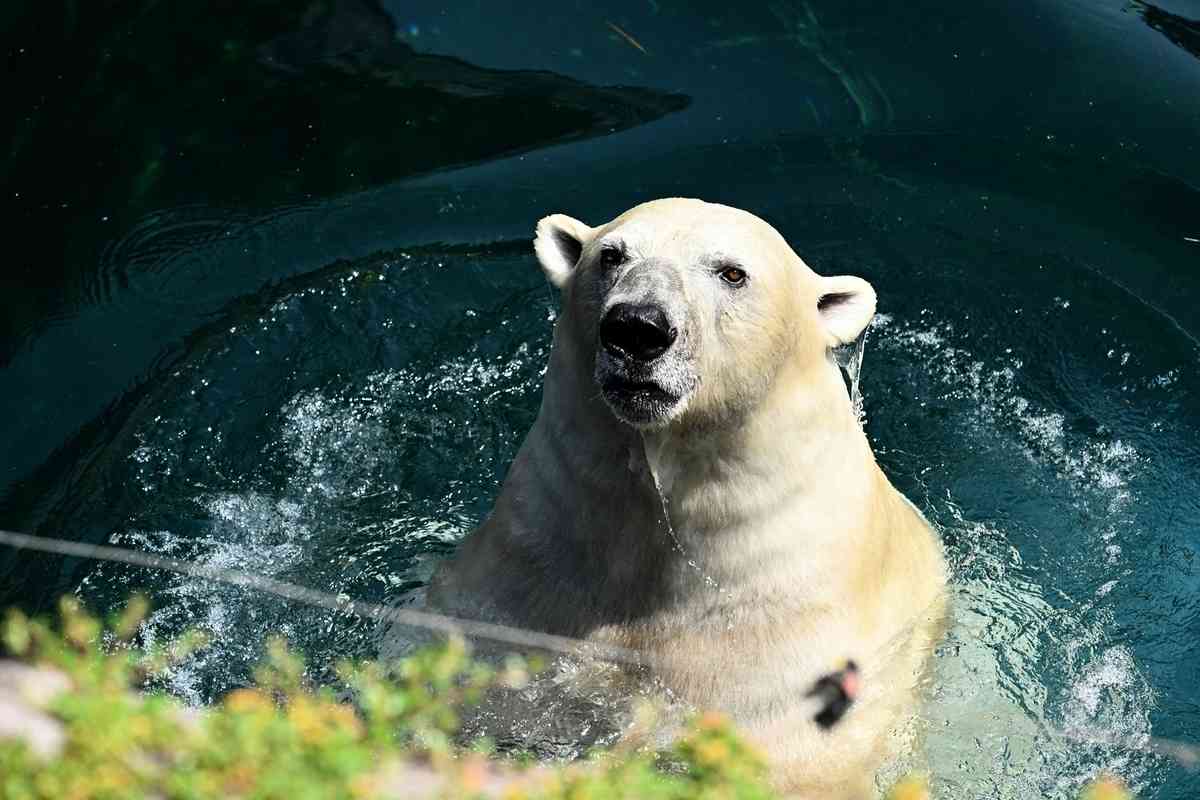 2025年7月2日,比利時布呂熱萊特(Brugelette),天堂動物園(Pairi Daiza Zoo)內的一隻北極熊在水中玩耍消暑。(Nicolas Tucat/AFP via Getty Images)