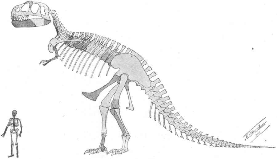霸王龍前肢為何這麼短？古生物學家提新論
