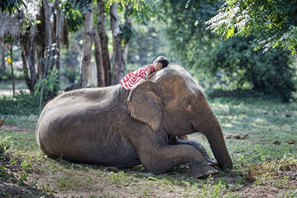 泰國十一歲童每天騎大象上學 暖心互動爆紅