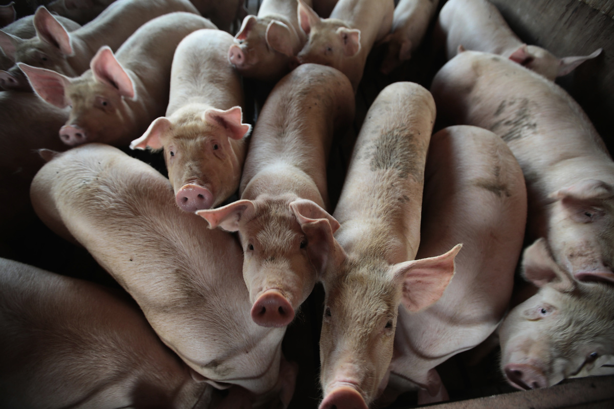 海南省萬寧市和儋州市發生非洲豬瘟疫情。截至目前，大陸31個省市自治區均出現非洲豬瘟疫情。 （Scott Olson/Getty Images）