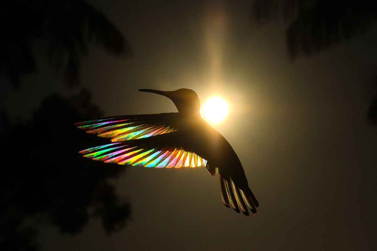 （Christian Spencer提供）