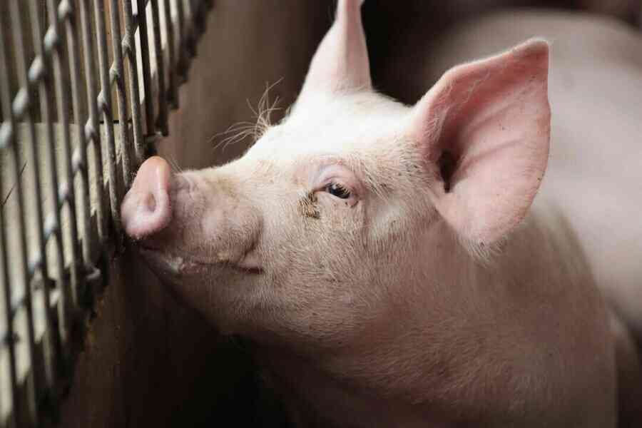 【名家專欄】一頭為生存勇於抗爭的小豬