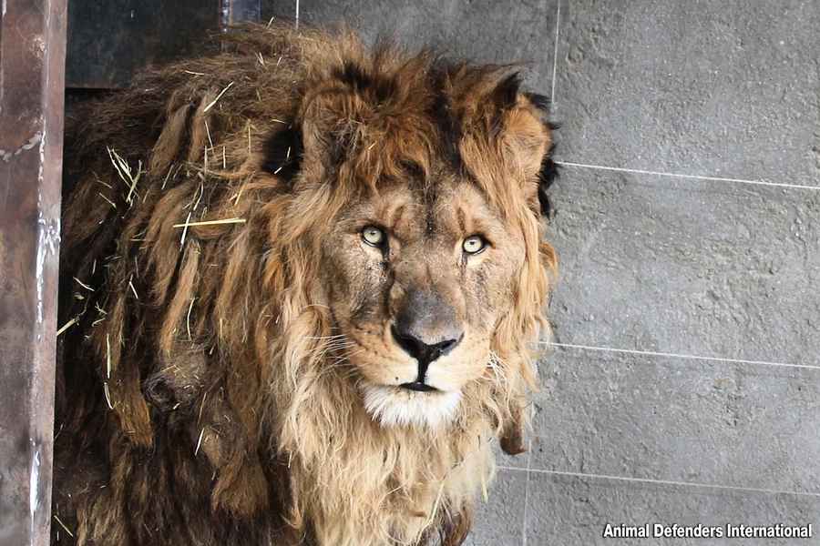 遭囚禁15年「世界最孤獨獅子」終獲自由