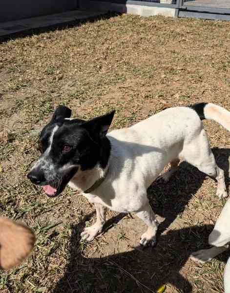 校園流浪狗氾濫 河南女大學生被咬傷20多處