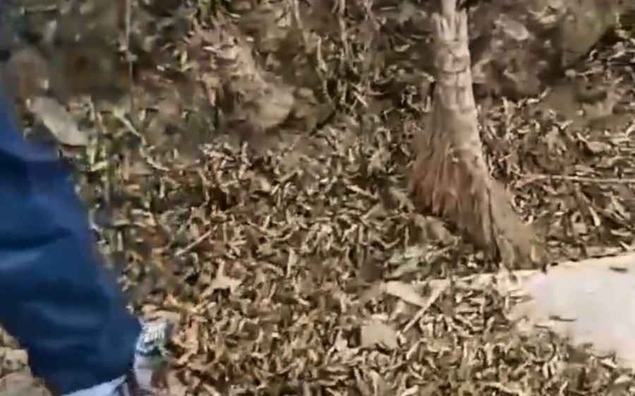 湖南桃江縣遇近十年最嚴重蝗禍 竹子被咬死