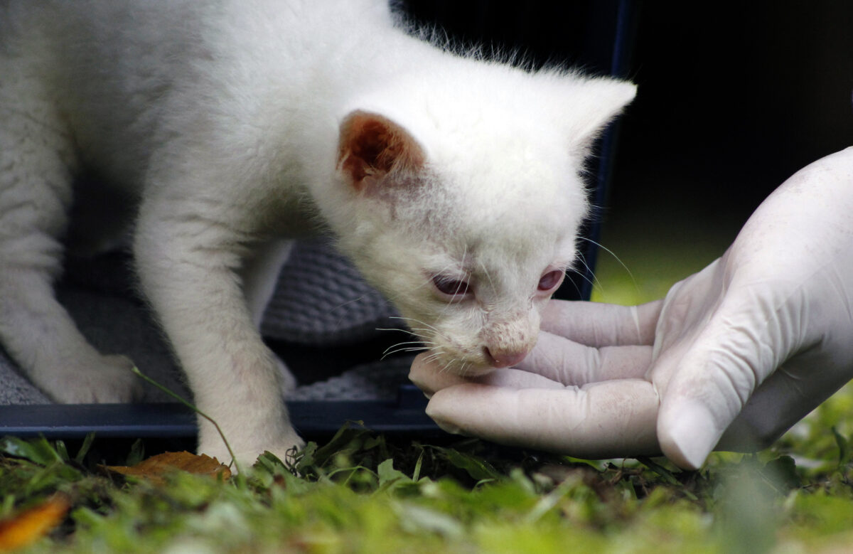 2021年12月23日，這隻細腰貓幼崽抵達麥德林的保護公園。（Fredy Builes/AFP via Getty Images）