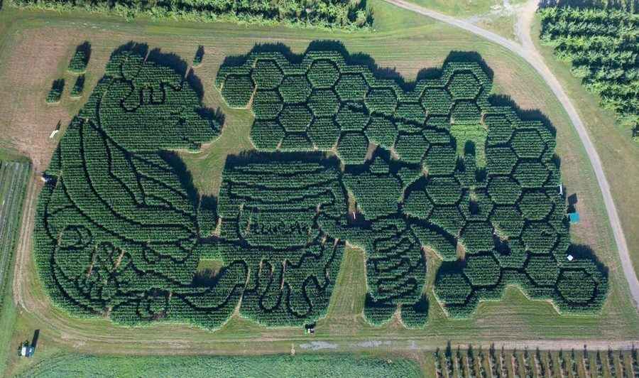 【圖輯】緬因州壯觀的玉米迷宮 吸引大批遊客